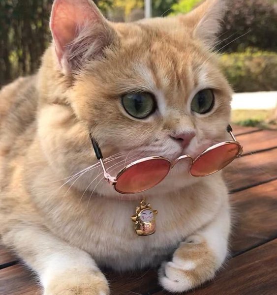 Забавные пикчи с котами