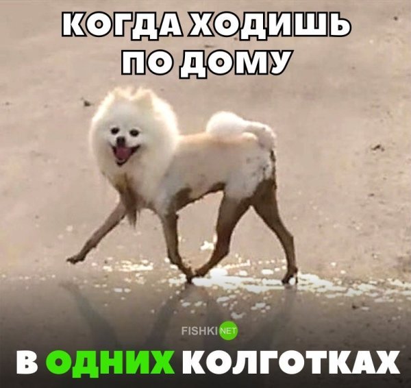 Белая собака в грязи