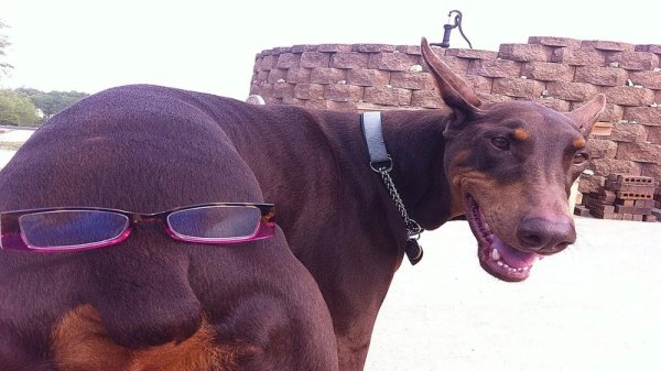 Смешные собаки Доберман