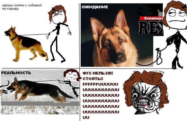 Смешные собаки мемы