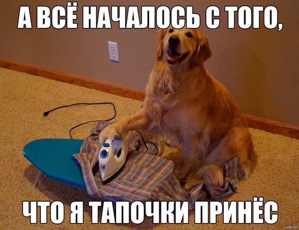 Собака в тапках