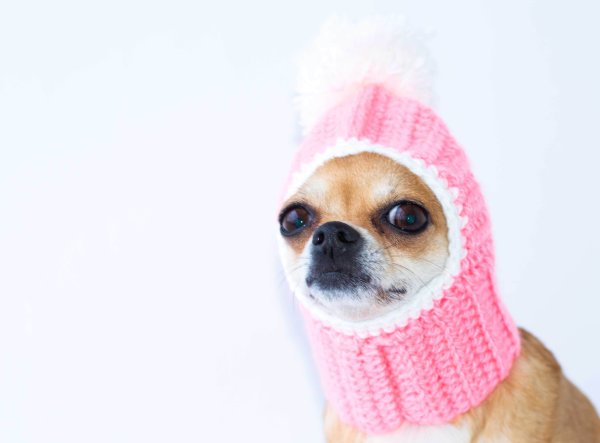 Вязаная шапка для собаки