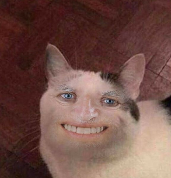 Кот с человеческими з