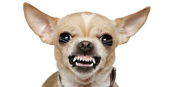 Собака чихуахуа злая