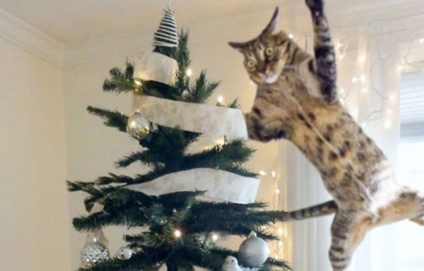 Кот и елка