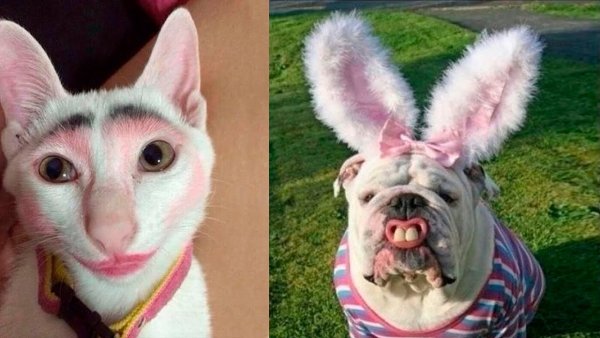 Мой хозяин идиот