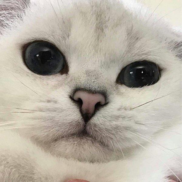 Милые котики мемы