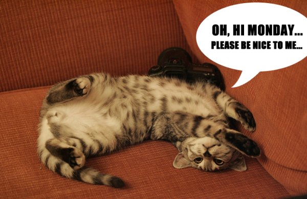 Кот понедельник