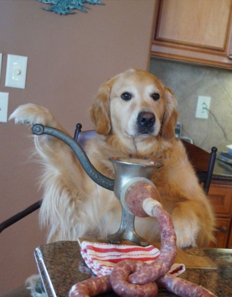 Смешные мемы с собаками и надписями