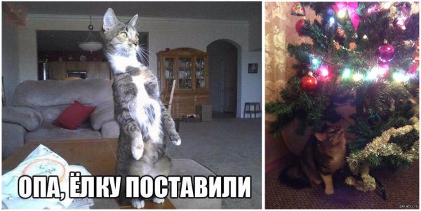 Кот и елка приколы