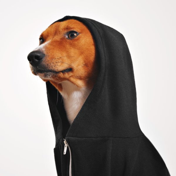 Собака в толстовке с капюшоном