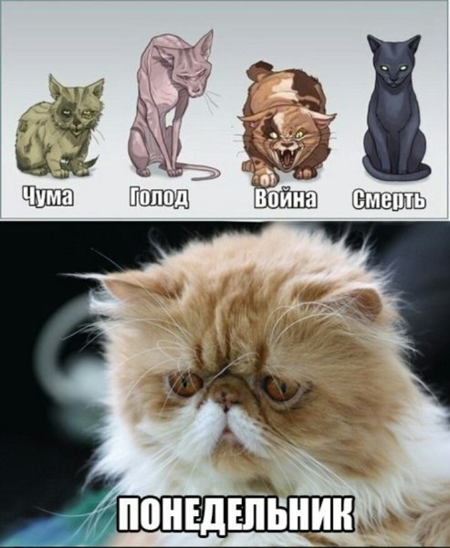 Четыре всадника апокалипсиса коты