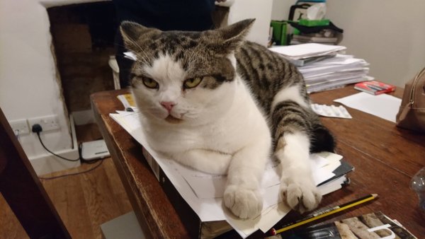 Уставший котик