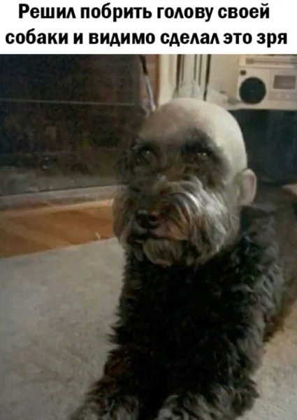 Бритая собака похожая на человека