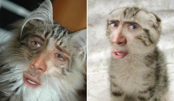 Николас Кейдж котик