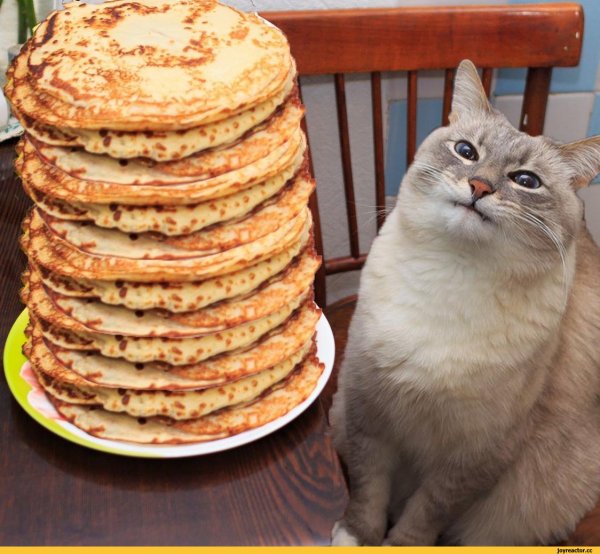 Довольный кот с блинами