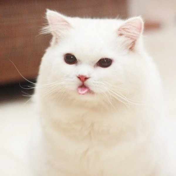 Белая кошка улыбается