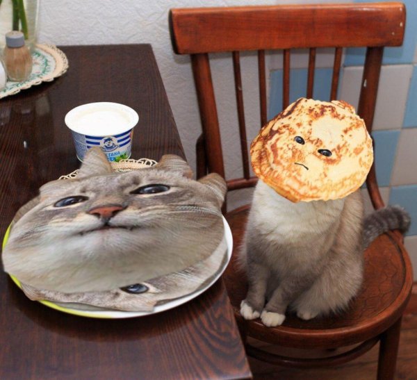 Кот с блинами