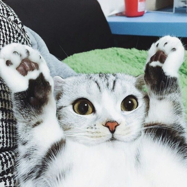 Милые пикчи с котиками