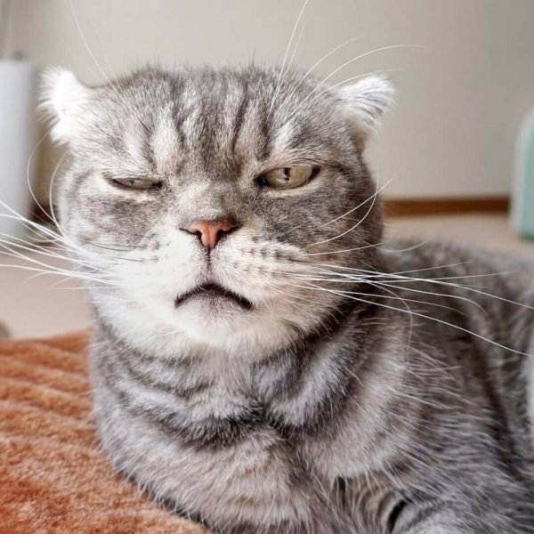 Доброе утро Сонный кот