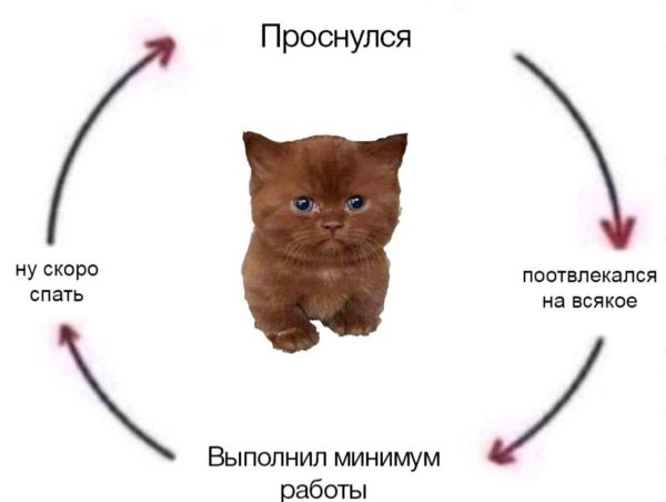 Покажи длинных котиков