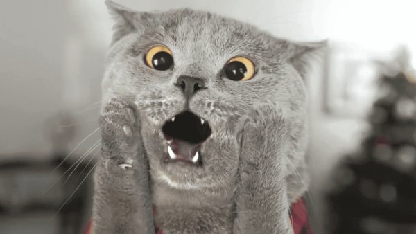 Испуганный кот