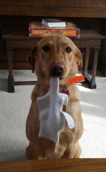 Собака показывает фак