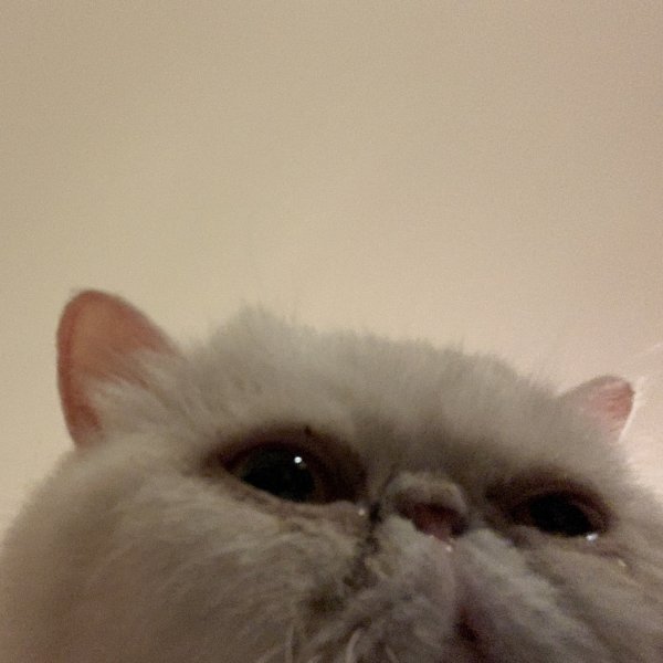 Плачущиё кот