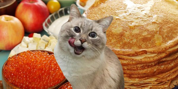 Котик с блинчиками