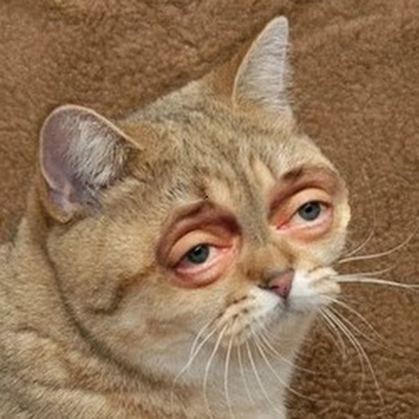 Кот с глазами Стива Бушеми