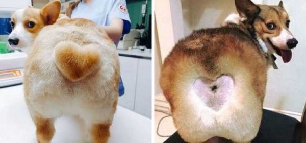 Попа собаки