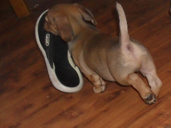 Собака с тапками