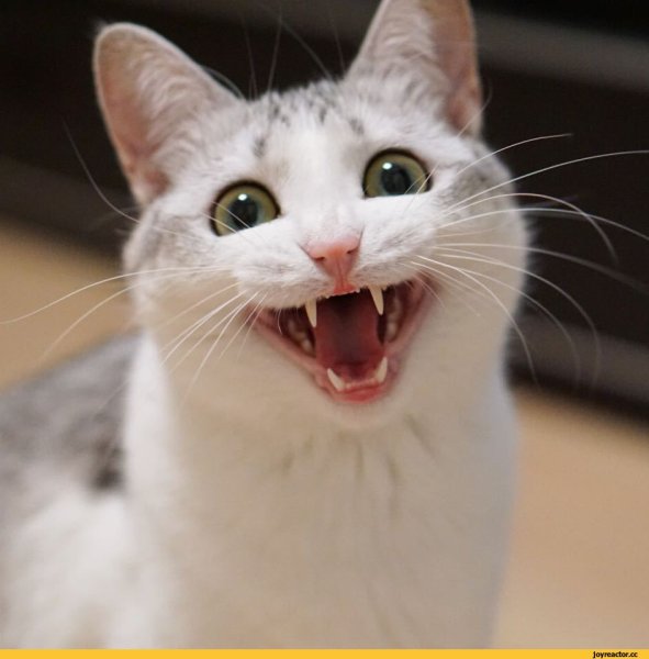 Кот улыбается с зубами