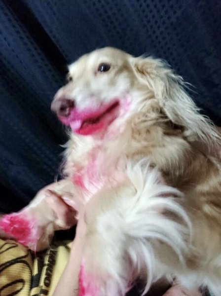 Собака с помадой