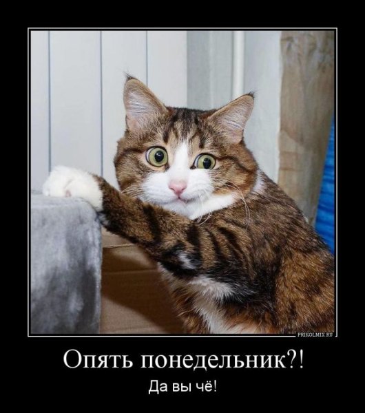 Котики смешные понедельник