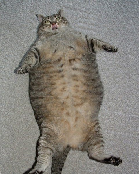 Толстый кот