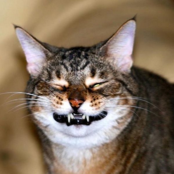 Кот улыбается