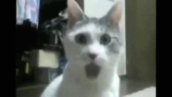 Удивленный кот Мем