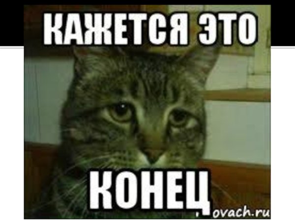 Конец презентации с котиком