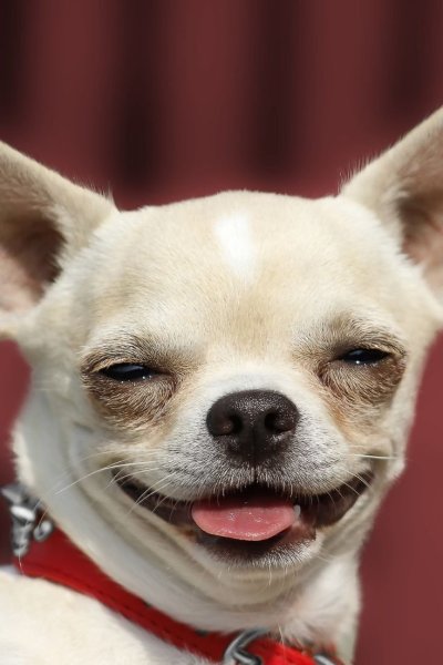 Бойцовый чихуахуа