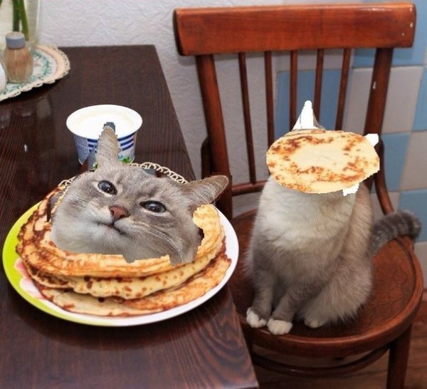 Котик с блинчиками