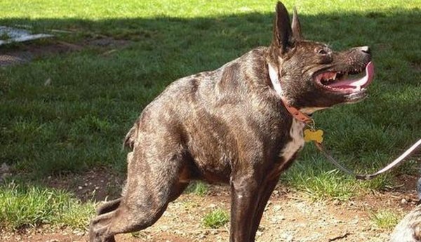 Голландская овчарка Квазимодо псина