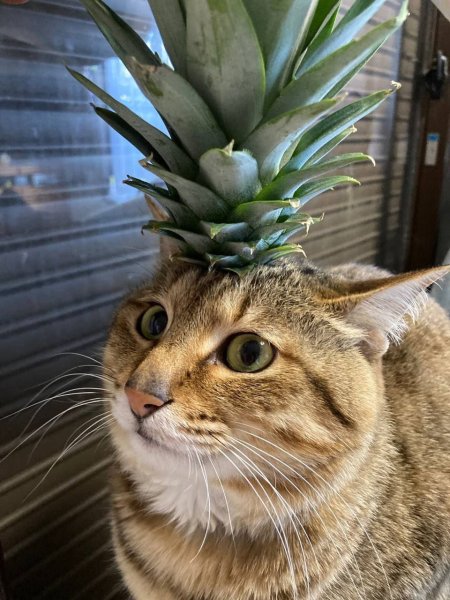 Прикольный ананас