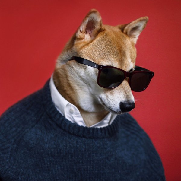 Шиба ину крутой