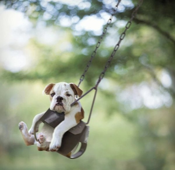 Забавный щенок