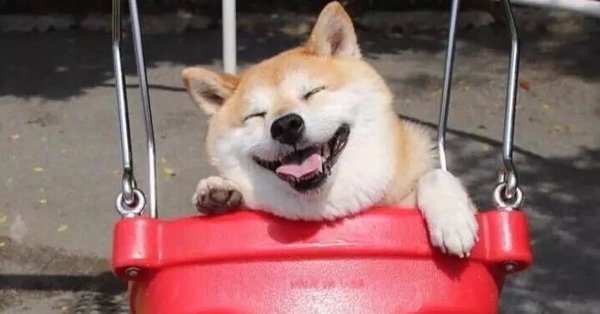 Собака на качельке