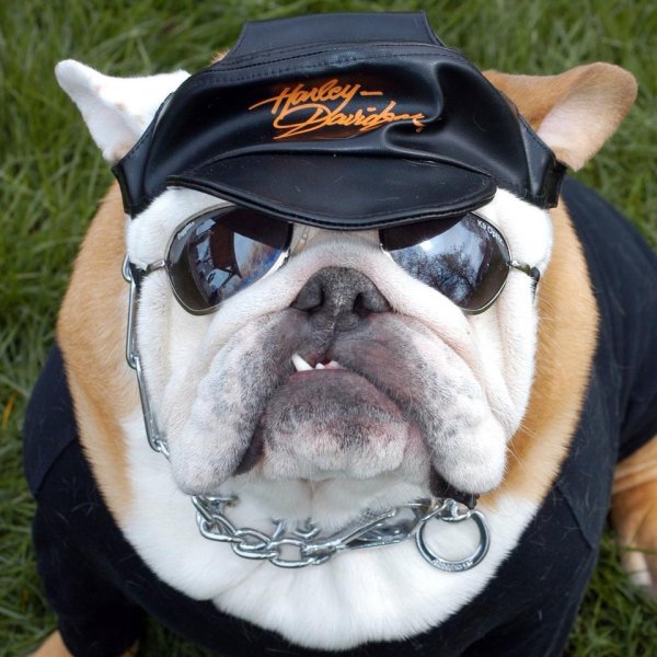 Бульдог смешной