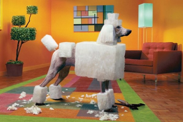 Креативный груминг собак