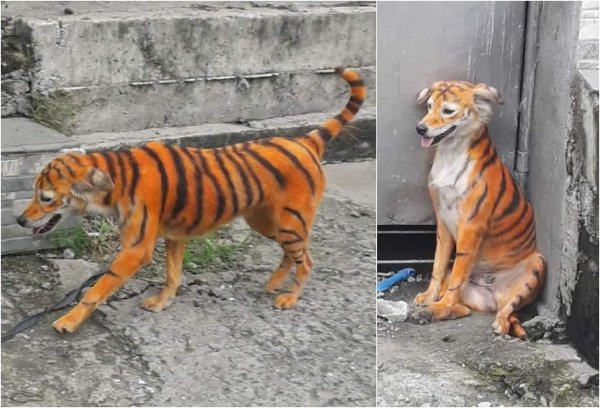 Собака Раскрашенная под тигра