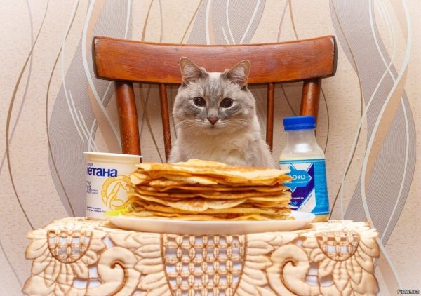 Кот с блинами на Масленицу
